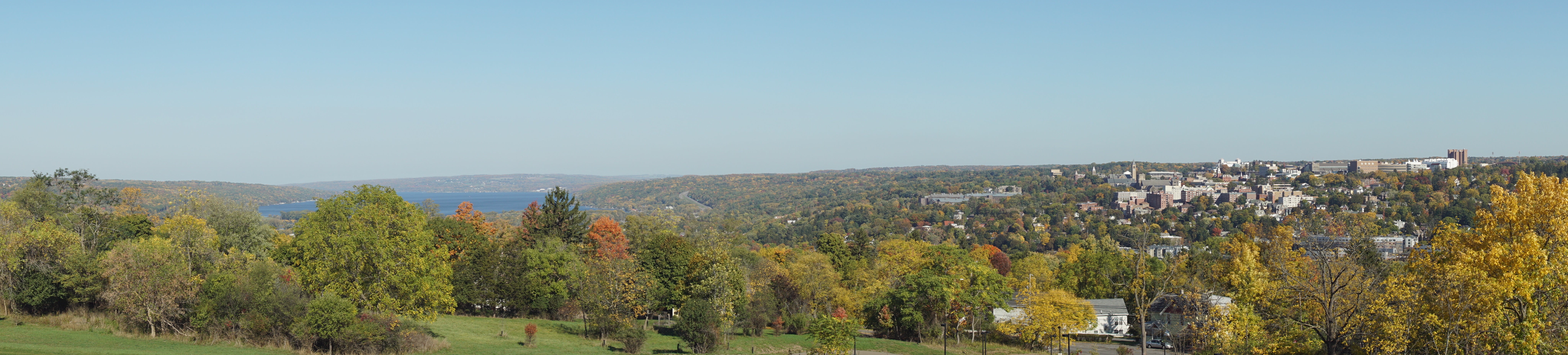 bitternut-hickory-town-of-ithaca